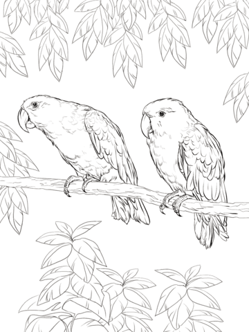 Eclectus Parrot Coloring Page